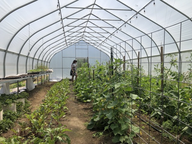 Interior of a greenhouse with flourishing rows of vegetables, trellised plants, and a person tending to the crops, illustrating sustainable agriculture and modern farming practices under natural light.